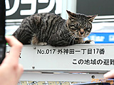 「看板の上で眠る猫」　メイド以上の人気